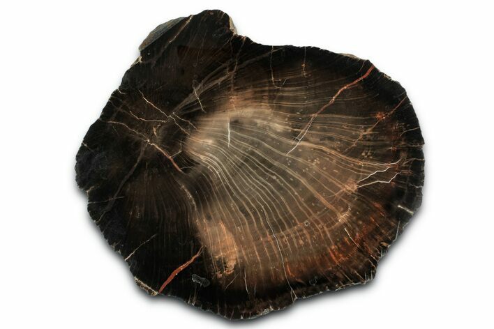 Rare Petrified Wood (Schilderia) End-Cut - Arizona #346218